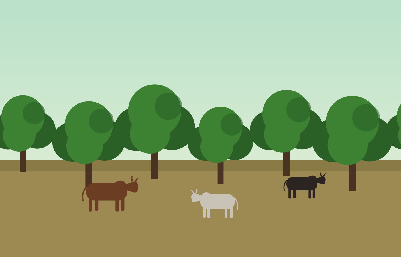 Cows in the Nilam mango grove